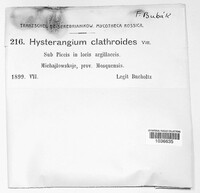 Hysterangium clathroides image